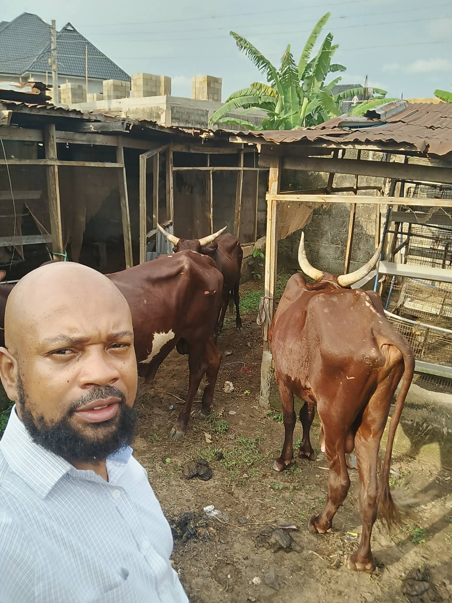 Cattle Production & Management