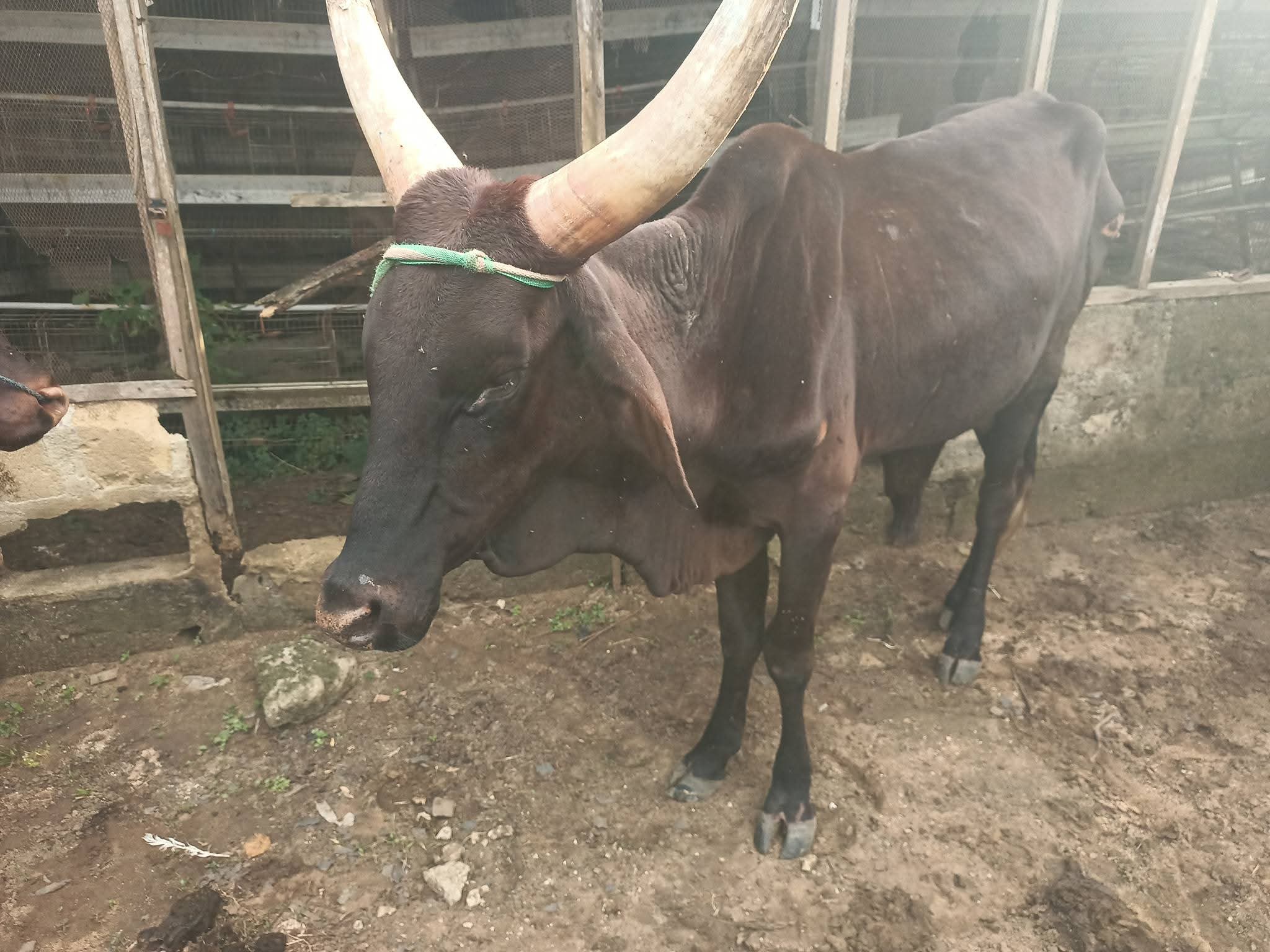 Cattle Production & Management