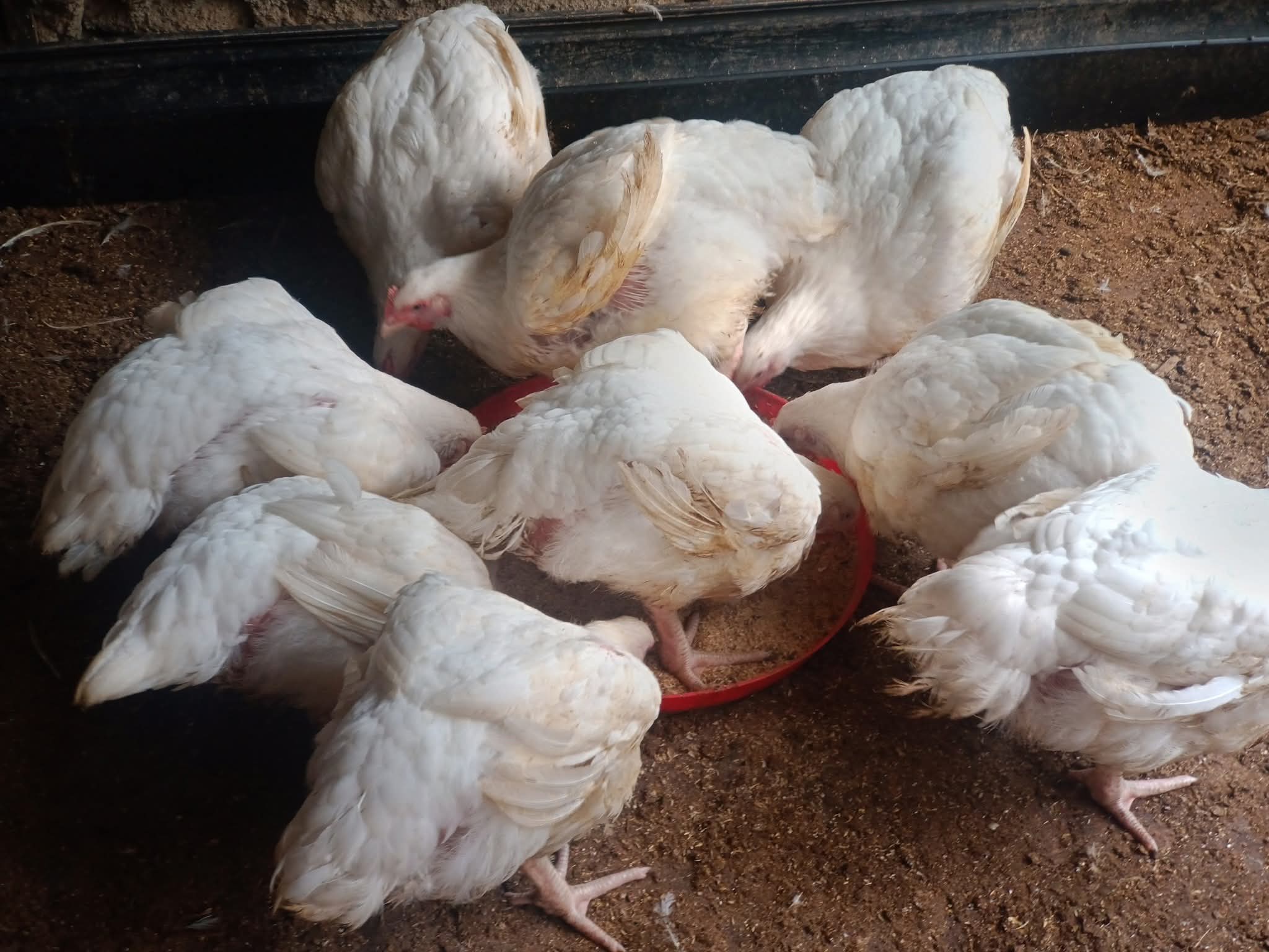Broiler Production