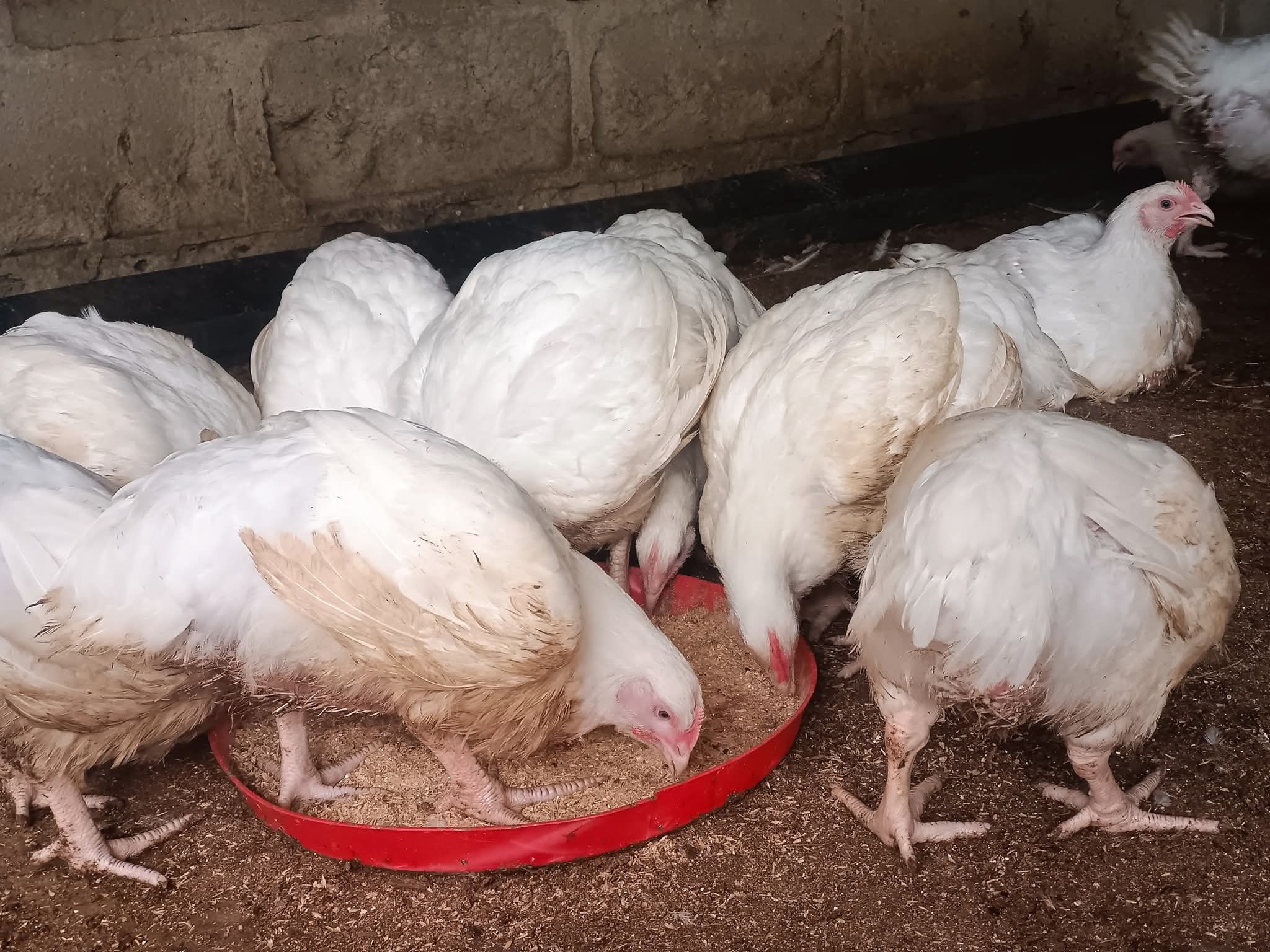 Broiler Production