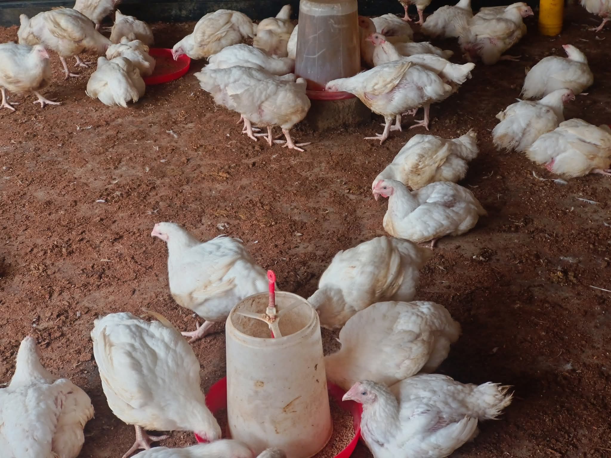Broiler Production