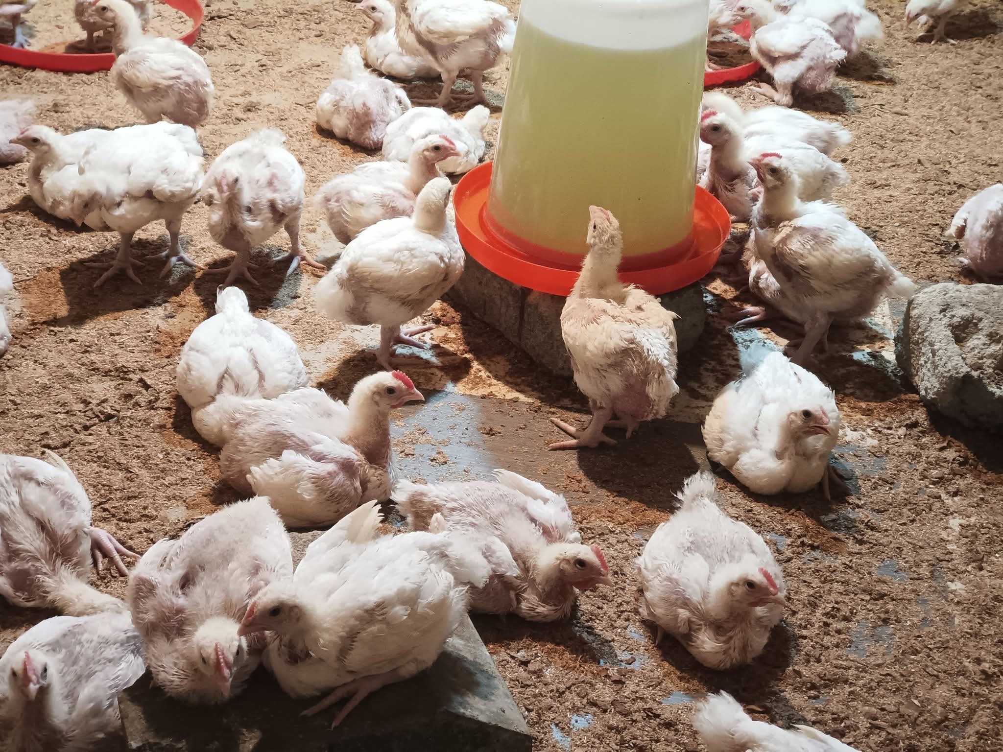 Broiler Production