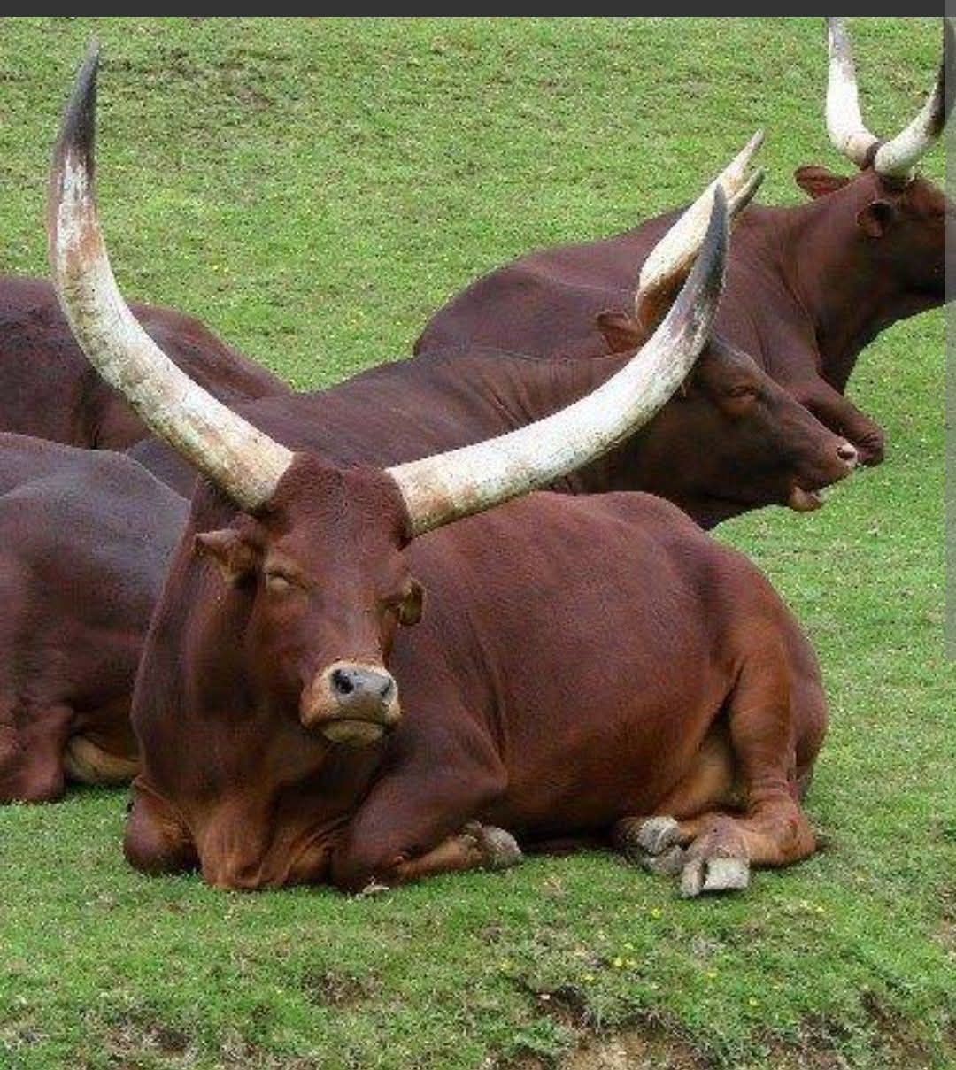Cattle production