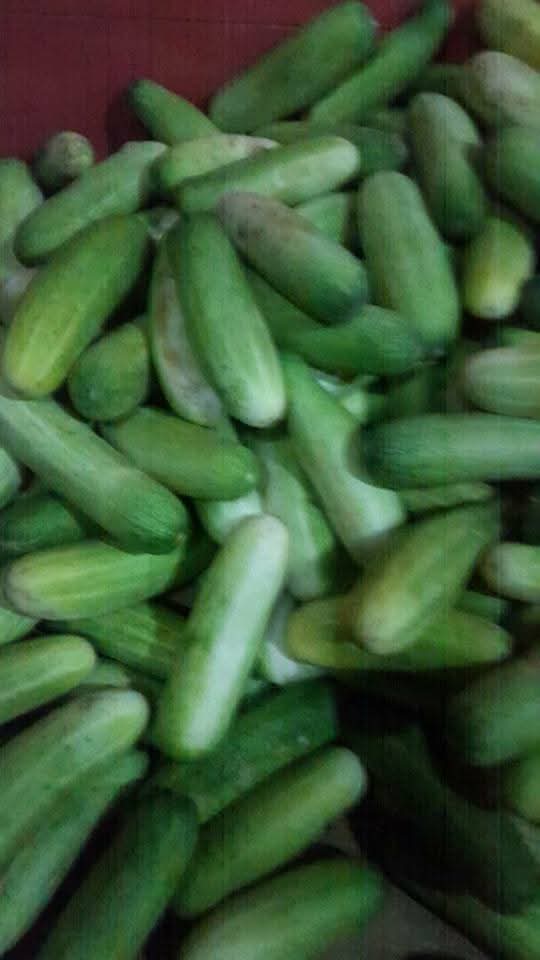 Scalable Market Gardening & Commercial Cucumber Yields