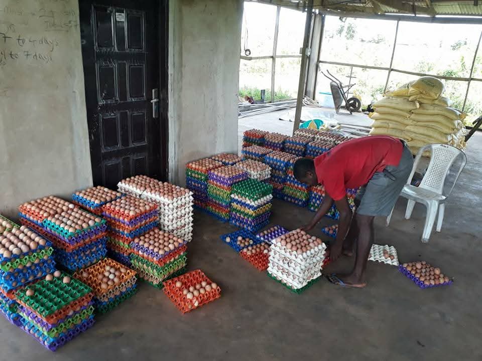 Eggs Grading & Sorting Facility