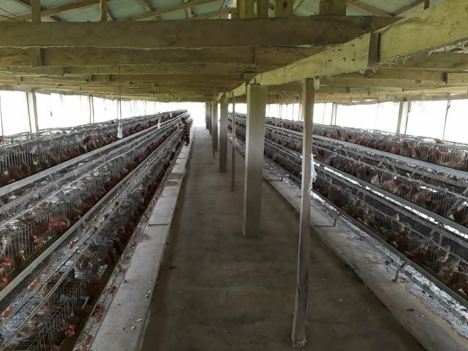 Poultry Housing