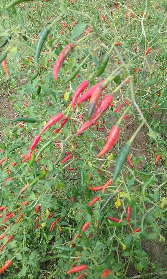 High-Density Open-Field Chili Pepper Cultivation