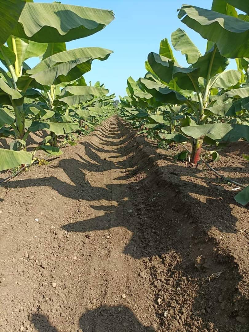 Permanent Crop Agroforestry & Plantain Orchard Management